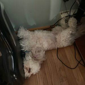 Meet your Posher, David